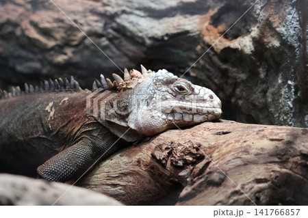 Lesser Antillean iguana  (Iguana delicatissima) 141766857