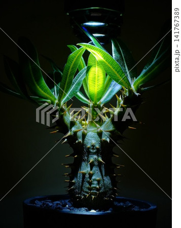 育成ライトに照らされたトゲのある塊根植物・コーデックスのスタイリッシュなポートレート 141767389