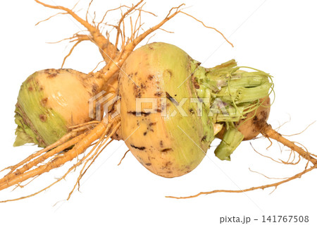 Several fresh turnip roots. Several fresh turnip roots. 141767508