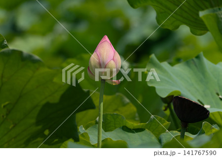 静かに開花を待つ蓮のつぼみ|上野・不忍池(東京) 静かに開花を待つ蓮のつぼみ|上野・不忍池(東京) 141767590