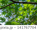 新緑のモミジの葉が密集している風景 141767704