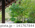 新緑に包まれた 141767844