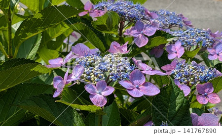 照らされる紫陽花（紫） 141767890