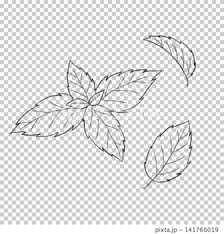 一組西方草藥“薄荷”的向量線條藝術迷你插圖。 一組西方草藥“薄荷”的向量線條藝術迷你插圖。 141768019