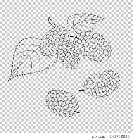 A set of vector line art mini illustrations of the Western herb "Mulberry". A set of vector line art mini illustrations of the Western herb "Mulberry". 141768020