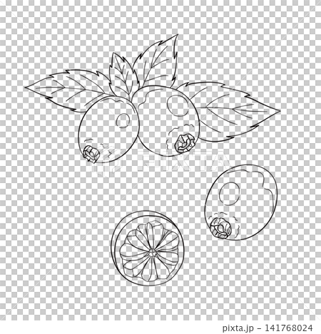 一組西方草本植物「玫瑰果」的向量線條藝術迷你插圖。 一組西方草本植物「玫瑰果」的向量線條藝術迷你插圖。 141768024