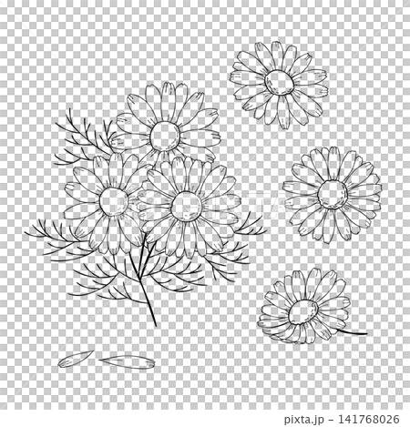 一組西方草藥“洋甘菊”的向量線條藝術迷你插圖。 一組西方草藥“洋甘菊”的向量線條藝術迷你插圖。 141768026