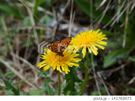 Zerene fritillary butterfly on dandelion demonstrating habitat integrity and pollinator function in meadow ecosystems. Zerene fritillary butterfly on dandelion demonstrating habitat integrity and pollinator function in meadow ecosystems. 141768073