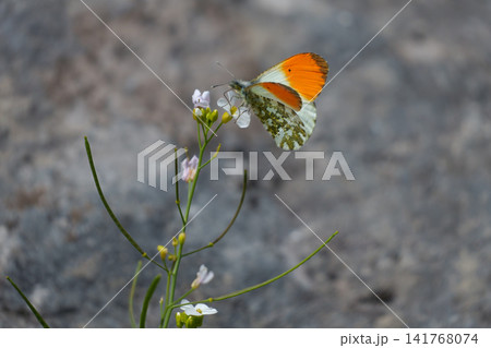 Anthocharis cardamines on flower representing preservation of pollinators and natural ecology. Anthocharis cardamines on flower representing preservation of pollinators and natural ecology. 141768074