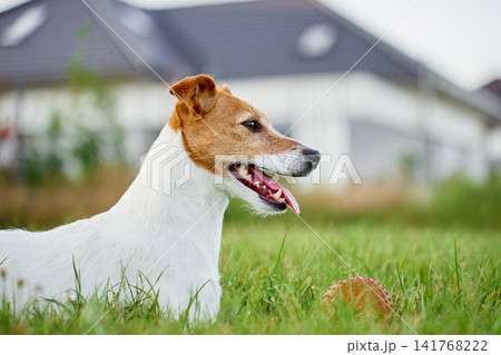 Jack Russell Terrier resting on grass near modern house 141768222
