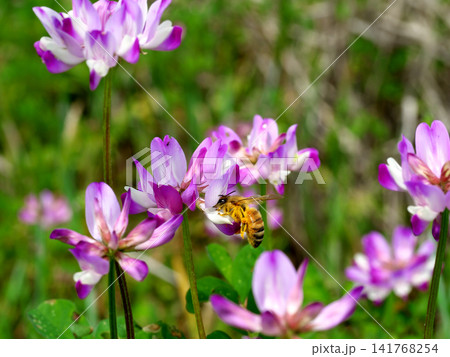 レンゲの蜜を吸うミツバチ レンゲの蜜を吸うミツバチ 141768254
