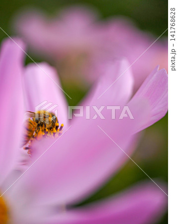 コスモスの蜜を集めるミツバチ コスモスの蜜を集めるミツバチ 141768628