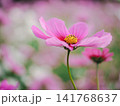 ピンク色のコスモスの花をクローズアップ 141768637
