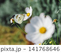 白い蝶々と白い花 141768646