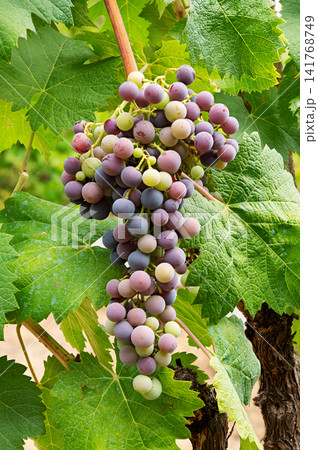 Bunch of grapes on the plant during the veraison phase. Agriculture. Bunch of grapes on the plant during the veraison phase. Agriculture. 141768749