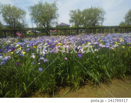 潮来あやめ園の青色の黄色の花菖蒲 潮来あやめ園の青色の黄色の花菖蒲 141769317
