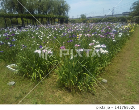 潮来あやめ園の青色の黄色の花菖蒲 潮来あやめ園の青色の黄色の花菖蒲 141769320