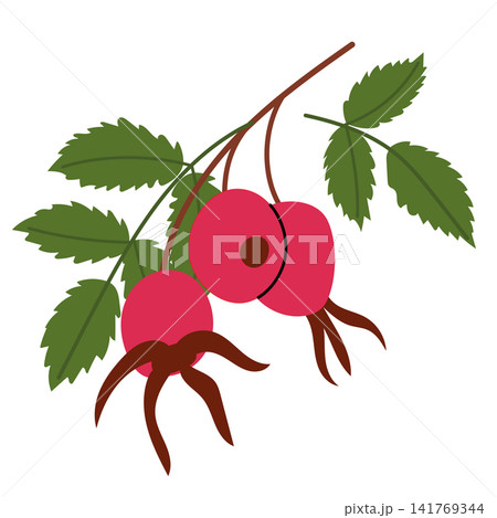 Red Rose Hip Berry Branch Illustration 141769344