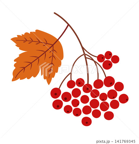 Autumn Viburnum Red Berry Branch Illustration Autumn Viburnum Red Berry Branch Illustration 141769345