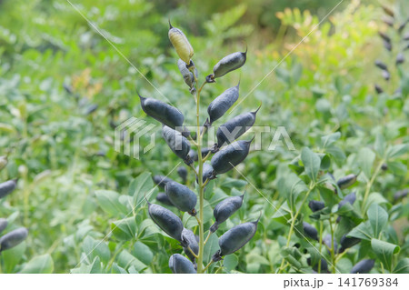 Seed pods of Baptisia australis in garden in sunny day. Hardy perennial shrub of legume family. Plant is erect. Baptisia australis is most commonly cultivated species in its genus. 141769384