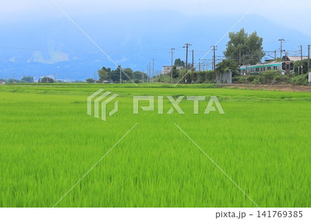 磐越西線「夏の広大な田園風景と磐梯山の裾野を背景に」 磐越西線「夏の広大な田園風景と磐梯山の裾野を背景に」 141769385
