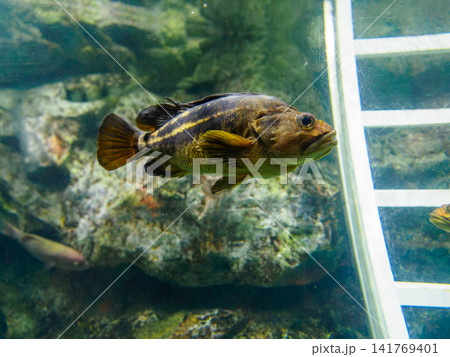 水槽を泳ぐ魚 水槽を泳ぐ魚 141769401