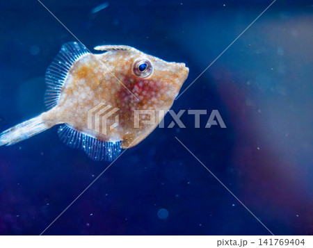 小さな魚のマクロ写真 小さな魚のマクロ写真 141769404