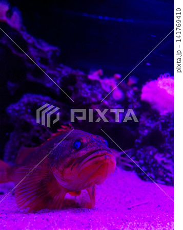 メバルの写真 メバルの写真 141769410