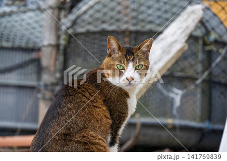 かもめ島の猫 141769839