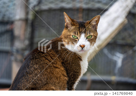 かもめ島の猫 かもめ島の猫 141769840