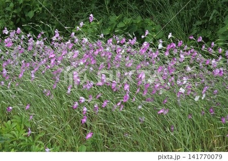 春の強い風の吹く日の公園に咲くピンク色のムギセンノウの花 春の強い風の吹く日の公園に咲くピンク色のムギセンノウの花 141770079