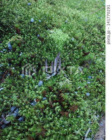 京都　宝厳院　獅子吼の庭　ムラサキナギナタタケ 141770291