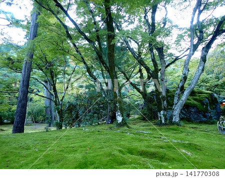 京都 宝厳院 獅子吼の庭 京都 宝厳院 獅子吼の庭 141770308