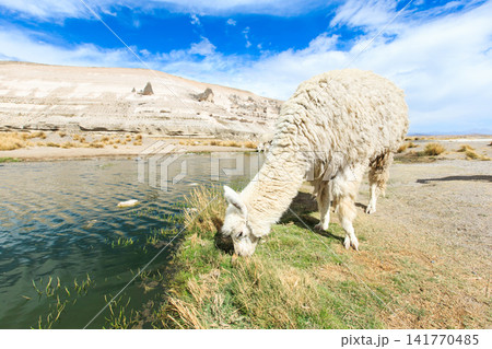 lamas in Andes,Mountains, Peru lamas in Andes,Mountains, Peru 141770485
