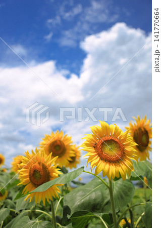 夏の風景 夏の風景 141770664