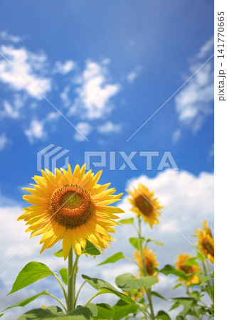 夏の風景 141770665