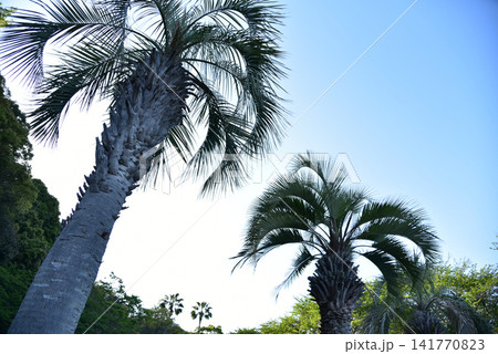 青空とヤシの木 夏の風景 背景素材 青空とヤシの木 夏の風景 背景素材 141770823