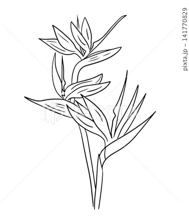 Line art illustration of a tropical plant with elongated leaves and flowers, showcasing intricate details and organic shapes on a white background 141770829