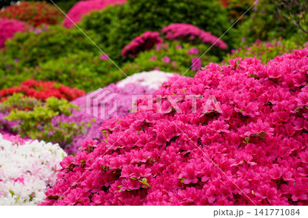 色とりどりのツツジが咲き誇る春の庭園風景 満開の花景色 色とりどりのツツジが咲き誇る春の庭園風景 満開の花景色 141771084