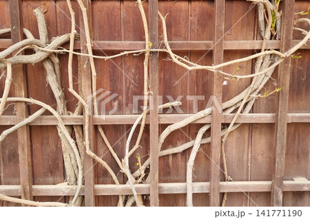 Natural Wooden Lattice with Entwined Vines Creating Organic Patterns Natural Wooden Lattice with Entwined Vines Creating Organic Patterns 141771190