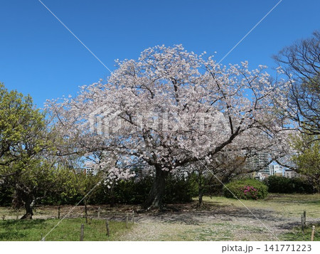 舞鶴公園 福岡城跡 二ノ丸の桜 舞鶴公園 福岡城跡 二ノ丸の桜 141771223