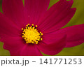 ワインレッドの秋桜(クローズアップ) 141771253