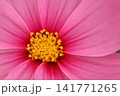 ピンク色の秋桜(クローズアップ) 141771265