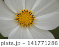 白色の秋桜(クローズアップ) 141771286