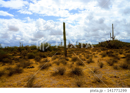 Sonoran Desert Arizona Sonoran Desert Arizona 141771299