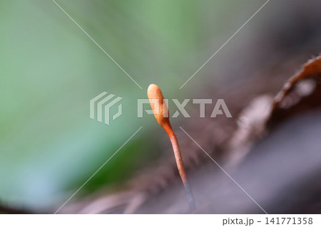 冬虫夏草(カメムシタケ) 冬虫夏草(カメムシタケ) 141771358