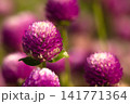 鮮やかな紫色の千日紅の花 141771364