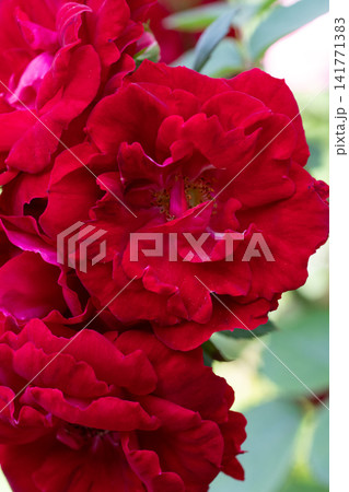 beautiful vibrant deep red roses blossoming at cloudy  day in garden. macro background 141771383