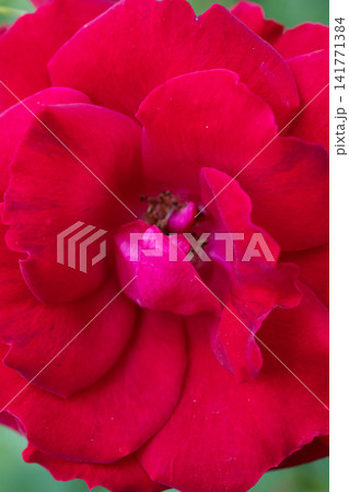 beautiful vibrant red-pink rose blossoming at cloudy day with soft focus. macro background beautiful vibrant red-pink rose blossoming at cloudy day with soft focus. macro background 141771384