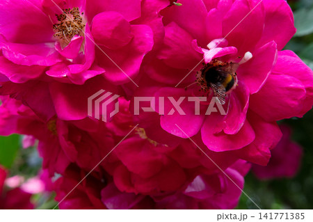 beautiful vibrant cyclamen-pink roses blossoming at cloudy day with bumlebee. macro beautiful vibrant cyclamen-pink roses blossoming at cloudy day with bumlebee. macro 141771385